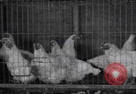 Image of chicken dissection Detroit Michigan USA, 1921, second 12 stock footage video 65675079957