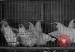 Image of chicken dissection Detroit Michigan USA, 1921, second 13 stock footage video 65675079957