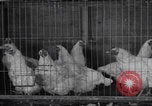 Image of chicken dissection Detroit Michigan USA, 1921, second 14 stock footage video 65675079957
