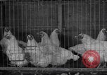 Image of chicken dissection Detroit Michigan USA, 1921, second 15 stock footage video 65675079957