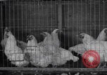 Image of chicken dissection Detroit Michigan USA, 1921, second 16 stock footage video 65675079957