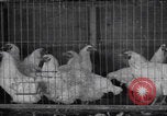 Image of chicken dissection Detroit Michigan USA, 1921, second 17 stock footage video 65675079957