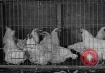 Image of chicken dissection Detroit Michigan USA, 1921, second 18 stock footage video 65675079957