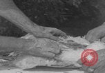 Image of chicken dissection Detroit Michigan USA, 1921, second 23 stock footage video 65675079957