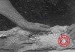 Image of chicken dissection Detroit Michigan USA, 1921, second 24 stock footage video 65675079957