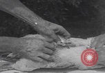 Image of chicken dissection Detroit Michigan USA, 1921, second 25 stock footage video 65675079957