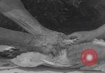 Image of chicken dissection Detroit Michigan USA, 1921, second 27 stock footage video 65675079957