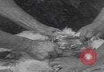 Image of chicken dissection Detroit Michigan USA, 1921, second 28 stock footage video 65675079957