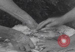 Image of chicken dissection Detroit Michigan USA, 1921, second 29 stock footage video 65675079957
