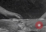 Image of chicken dissection Detroit Michigan USA, 1921, second 31 stock footage video 65675079957