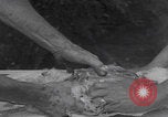 Image of chicken dissection Detroit Michigan USA, 1921, second 32 stock footage video 65675079957