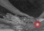 Image of chicken dissection Detroit Michigan USA, 1921, second 33 stock footage video 65675079957
