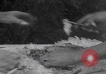Image of chicken dissection Detroit Michigan USA, 1921, second 34 stock footage video 65675079957