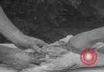 Image of chicken dissection Detroit Michigan USA, 1921, second 36 stock footage video 65675079957