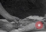 Image of chicken dissection Detroit Michigan USA, 1921, second 38 stock footage video 65675079957