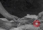 Image of chicken dissection Detroit Michigan USA, 1921, second 39 stock footage video 65675079957