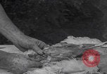 Image of chicken dissection Detroit Michigan USA, 1921, second 40 stock footage video 65675079957
