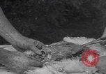 Image of chicken dissection Detroit Michigan USA, 1921, second 41 stock footage video 65675079957