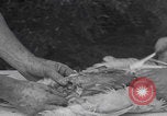 Image of chicken dissection Detroit Michigan USA, 1921, second 42 stock footage video 65675079957