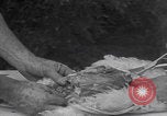 Image of chicken dissection Detroit Michigan USA, 1921, second 43 stock footage video 65675079957