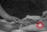 Image of chicken dissection Detroit Michigan USA, 1921, second 44 stock footage video 65675079957