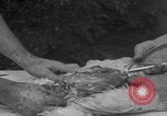 Image of chicken dissection Detroit Michigan USA, 1921, second 45 stock footage video 65675079957