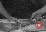 Image of chicken dissection Detroit Michigan USA, 1921, second 46 stock footage video 65675079957
