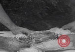 Image of chicken dissection Detroit Michigan USA, 1921, second 47 stock footage video 65675079957
