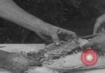 Image of chicken dissection Detroit Michigan USA, 1921, second 49 stock footage video 65675079957
