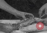 Image of chicken dissection Detroit Michigan USA, 1921, second 50 stock footage video 65675079957