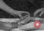 Image of chicken dissection Detroit Michigan USA, 1921, second 51 stock footage video 65675079957