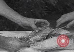Image of chicken dissection Detroit Michigan USA, 1921, second 52 stock footage video 65675079957