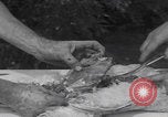 Image of chicken dissection Detroit Michigan USA, 1921, second 53 stock footage video 65675079957