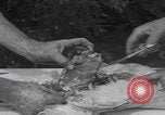 Image of chicken dissection Detroit Michigan USA, 1921, second 54 stock footage video 65675079957