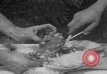 Image of chicken dissection Detroit Michigan USA, 1921, second 55 stock footage video 65675079957