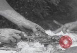 Image of chicken dissection Detroit Michigan USA, 1921, second 56 stock footage video 65675079957