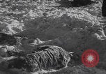 Image of Malmedy massacre victims exhumation Malmedy Belgium, 1945, second 59 stock footage video 65675079994