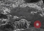 Image of Malmedy massacre victims exhumation Malmedy Belgium, 1945, second 60 stock footage video 65675079994