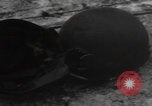 Image of Wingene Belgium burning houses Wingene Belgium, 1945, second 8 stock footage video 65675080008