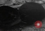 Image of Wingene Belgium burning houses Wingene Belgium, 1945, second 9 stock footage video 65675080008