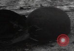 Image of Wingene Belgium burning houses Wingene Belgium, 1945, second 11 stock footage video 65675080008