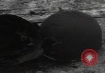 Image of Wingene Belgium burning houses Wingene Belgium, 1945, second 12 stock footage video 65675080008