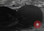 Image of Wingene Belgium burning houses Wingene Belgium, 1945, second 13 stock footage video 65675080008