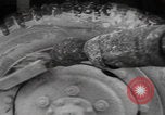 Image of 150th Signal Corps whitewash trucks Metz France, 1945, second 25 stock footage video 65675080011