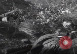 Standbild Tot US-Soldat Volkenrath Deutschland Zweiter Weltkrieg Volkenrath Deutschland, 1944, aus Sekunde 16 historischem Filmmaterial Videoclip 65675080034