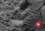 Image of US troops counterattack Belgium Belgium, 1944, second 51 stock footage video 65675080038