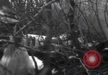 Image of P-47 Thunderbolt crash site Bissen Belgium, 1945, second 16 stock footage video 65675080130