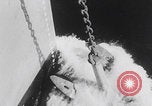 Image of 81st Infantry Division dry run practice Guadalcanal Solomon Islands, 1944, second 10 stock footage video 65675080158