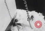 Image of 81st Infantry Division dry run practice Guadalcanal Solomon Islands, 1944, second 11 stock footage video 65675080158