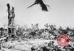 Image Des trous de bœuf japonais ont brûlé à Angaur Îles Palaos d'Angaur, 1944, de la seconde 13 séquences d'archives historiques vidéo 65675080162